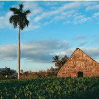 A tobacco plantation in the picturesque Vinales Valley, Cuba | Eve Ollington