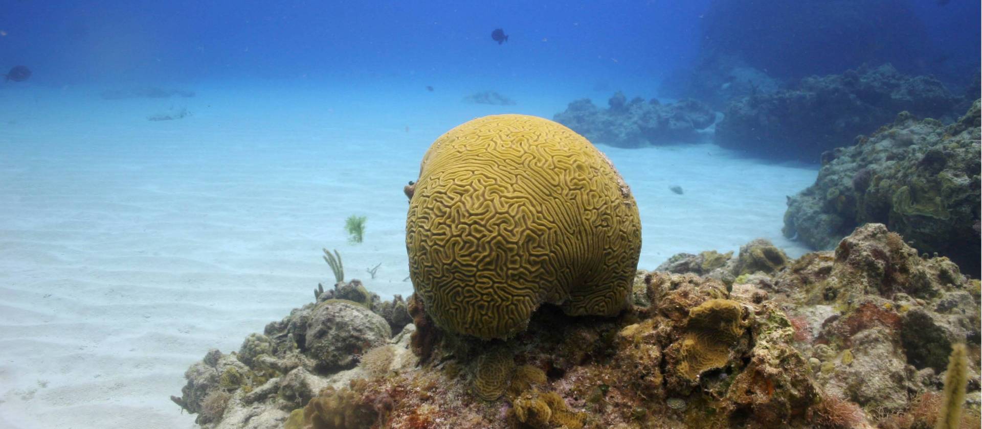 Brain corals grow very slowly, but they build super strong structures that act as the foundations of coral reefs.