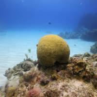 Brain corals grow very slowly, but they build super strong structures that act as the foundations of coral reefs.