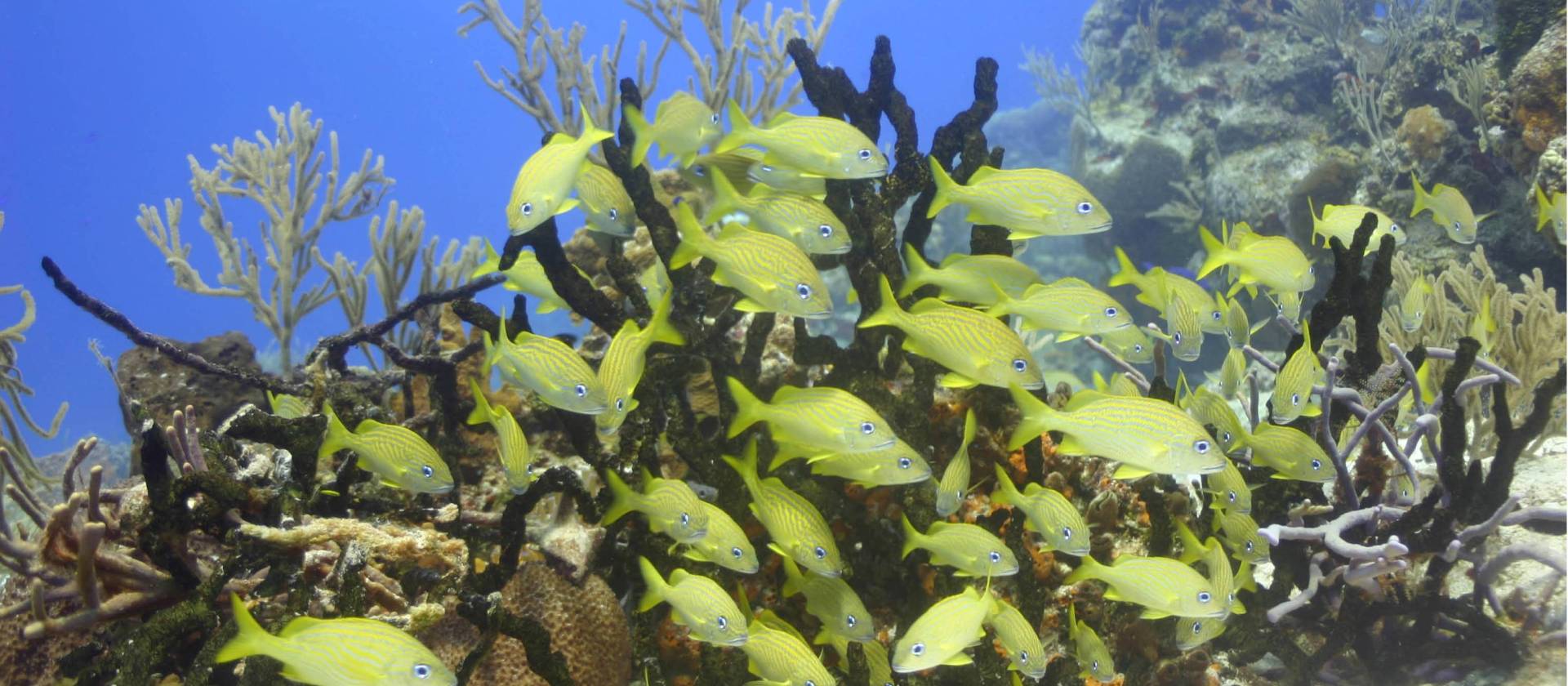 Brightly coloured Chachi fish roam the coral reef project in warm Mexican waters.