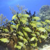 Brightly coloured Chachi fish roam the coral reef project in warm Mexican waters.