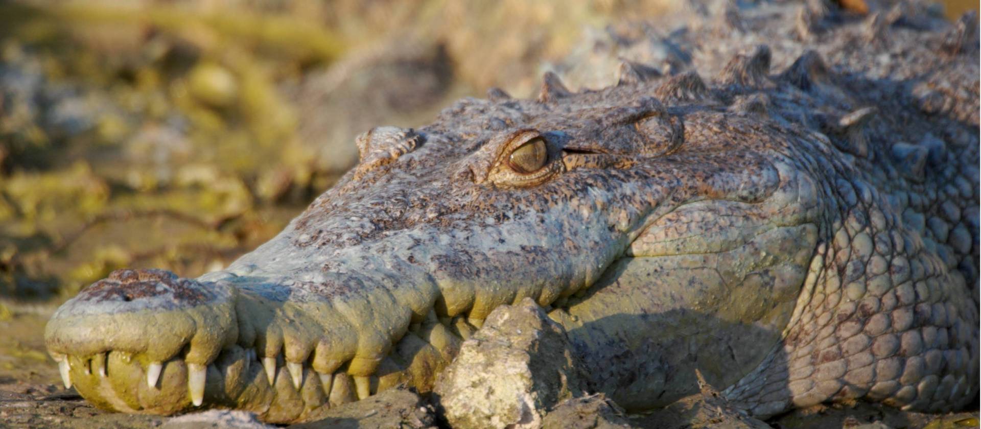 A local crocodile catching some late afternoon sun on the riverbed.