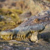 A local crocodile catching some late afternoon sun on the riverbed.