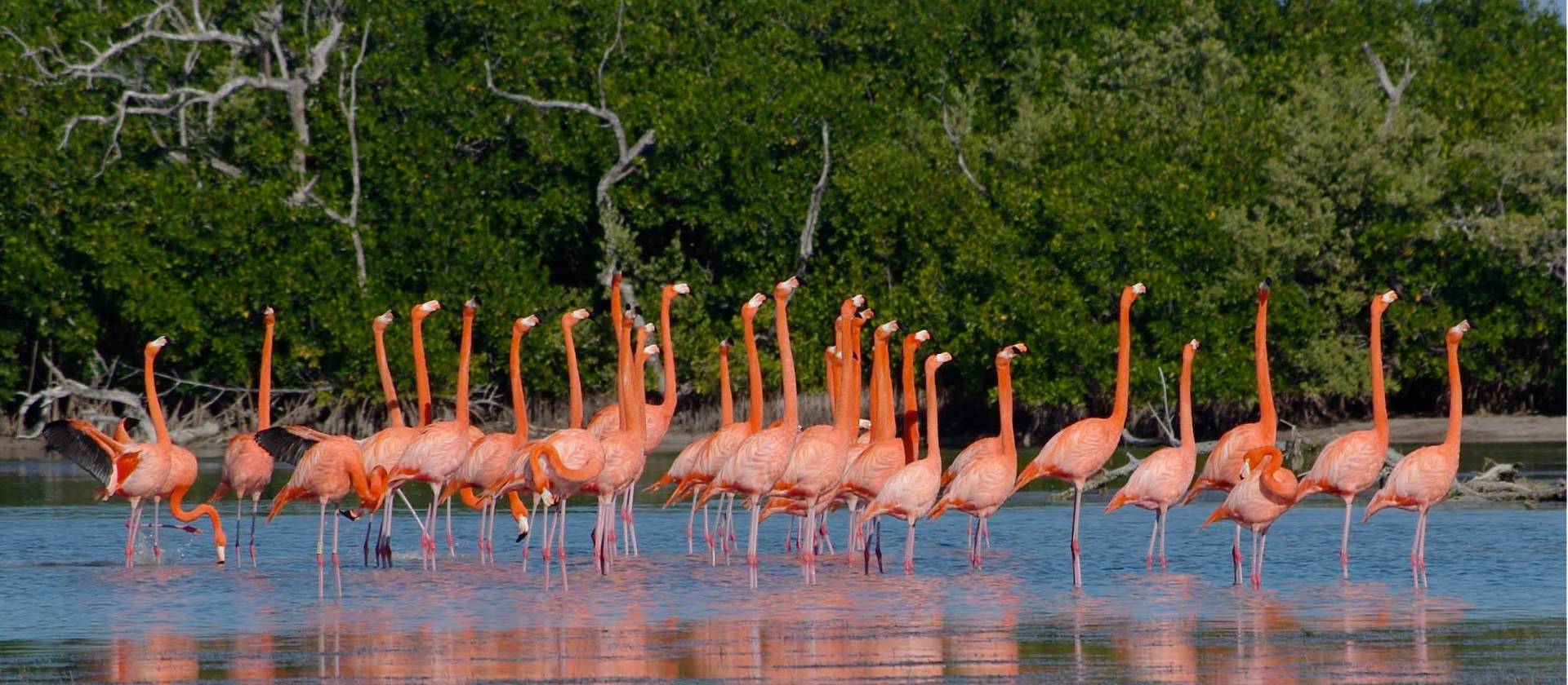 Colourful flamingoes cross the eco-reserve in Rio Lagartos