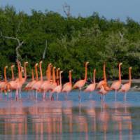 Colourful flamingoes cross the eco-reserve in Rio Lagartos