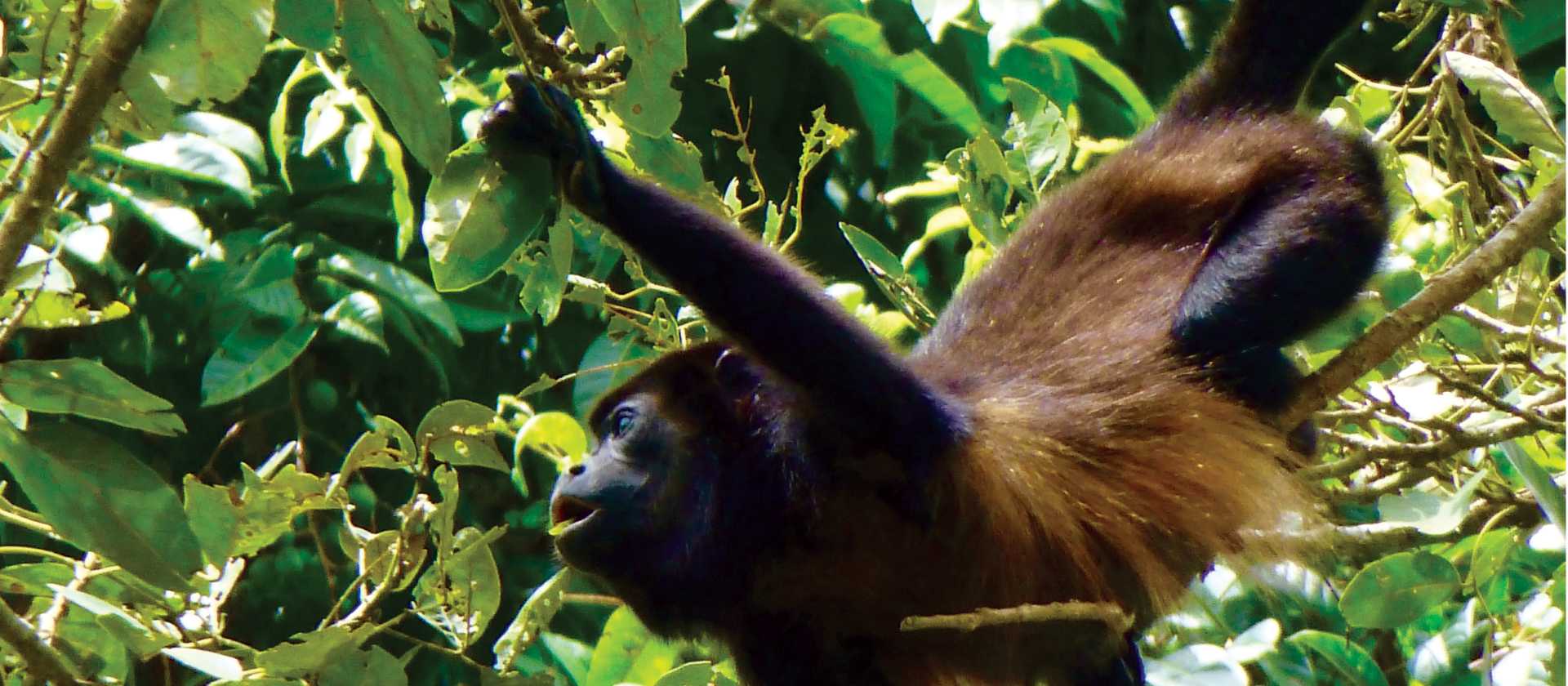 Monkey playing in the trees
