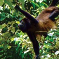 Monkey playing in the trees