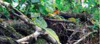 Green basilisk lizard in rainforest