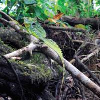 Green basilisk lizard in rainforest