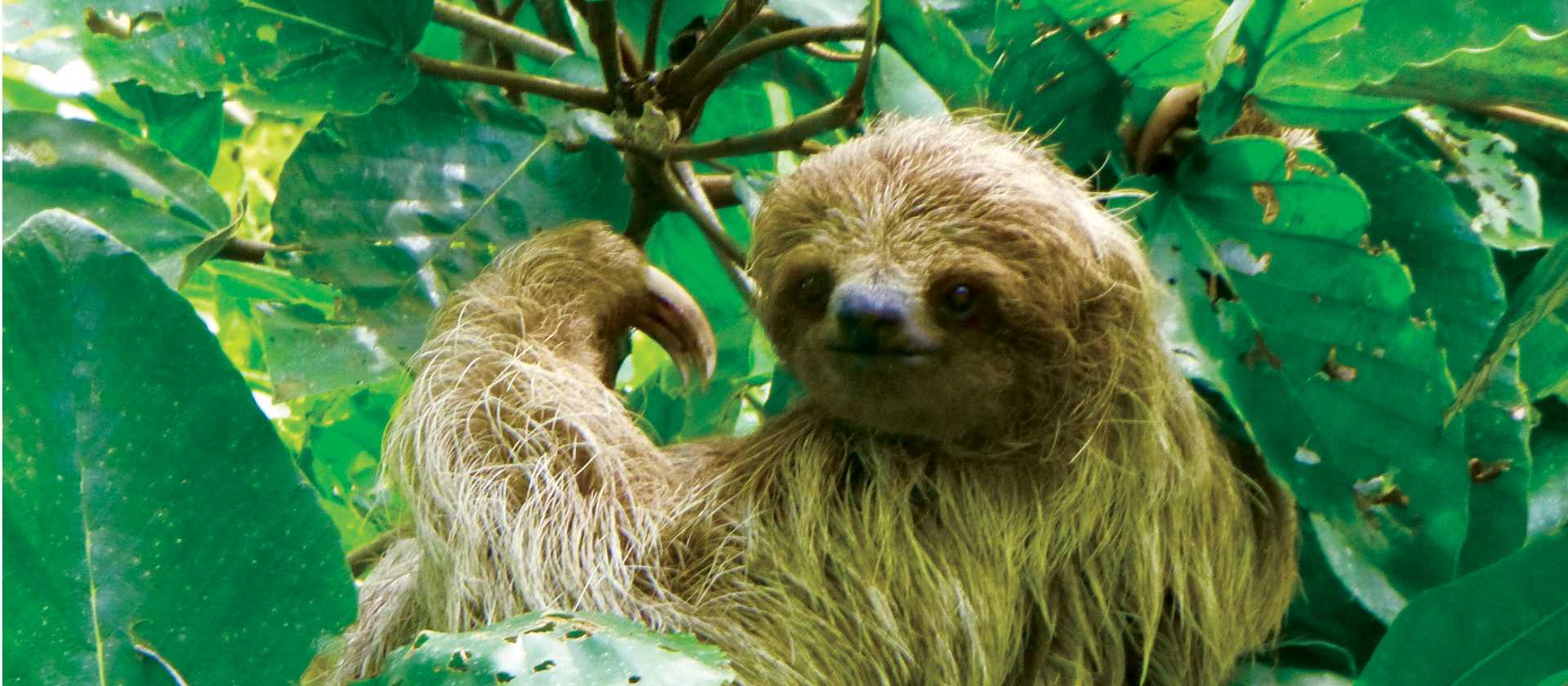 Sloth posing in Nicaragua