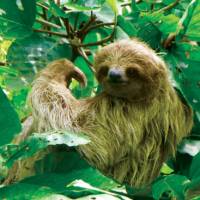 Sloth posing in Nicaragua