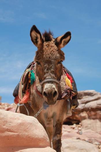 A donkey at Petra&#160;-&#160;<i>Photo:&#160;Rachel Imber</i>
