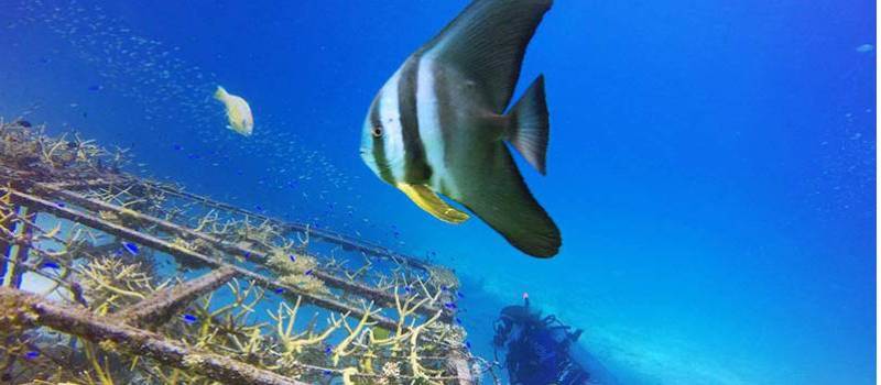 Building artificial coral reefs on our Southern Thailand Marine Conservation program
