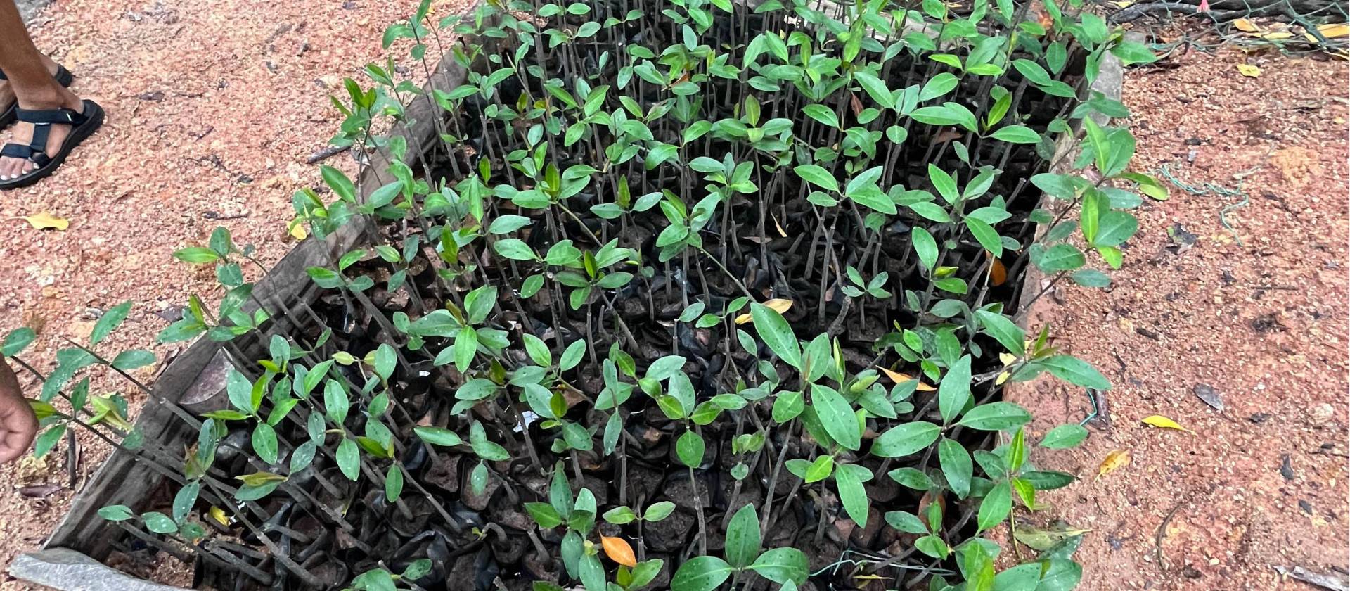 Sowing seeds and propagation on our Mangrove restoration program Malaysia
