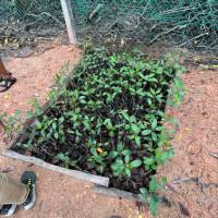 Sowing seeds and propagation on our Mangrove restoration program Malaysia