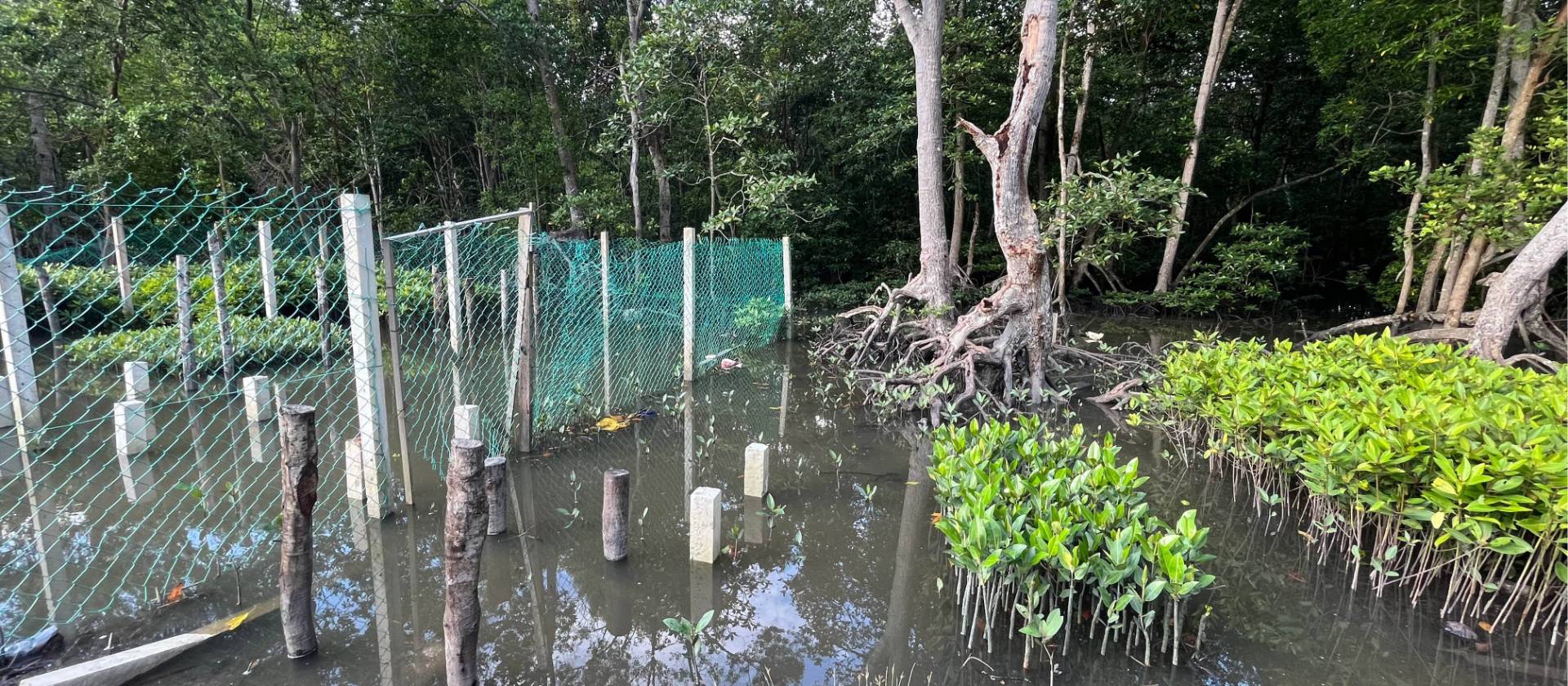 We work with the Mangrove nursery, sowing the propagules all the way to tree planting