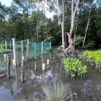 We work with the Mangrove nursery, sowing the propagules all the way to tree planting