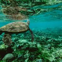 Turtles gliding over coral reef on our Thailand conservation program