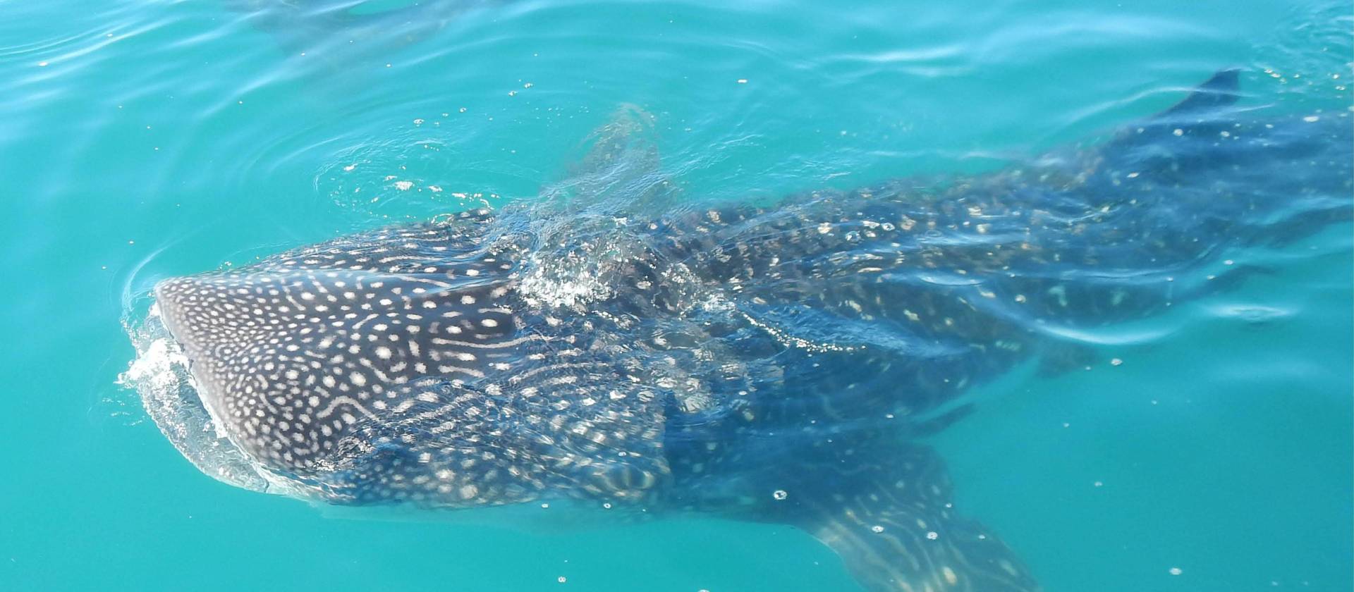 Whale Shark in Bajas