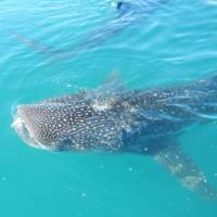 Whale Shark in Bajas