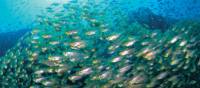 Snorkelling through a school of Yellow Sweeper Fish at Ningaloo Reef, Exmouth | Tourism Western Australia
