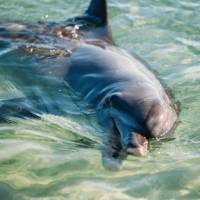 Students get to study the Dolphins up close and personal as they come into the beach each morning at Monkey Mia | Tourism Western Australia