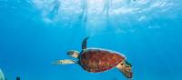 Six species of Sea Turtles are found in Far North Queensland | Tourism and Events Queensland
