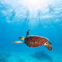Six species of Sea Turtles are found in Far North Queensland | Tourism and Events Queensland