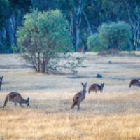 Dryandra Woodlands is a great place to view animals in their natural habitat | Tourism Western Australia