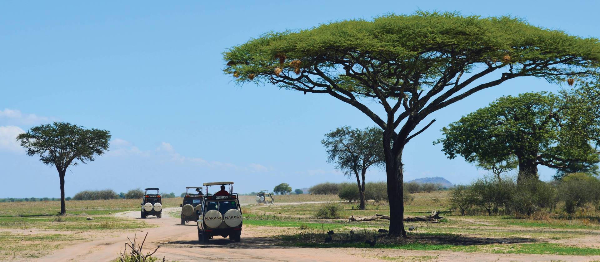 Safari jeeps roam Tarangire National Park in search of wildlife | Chloe Ryan