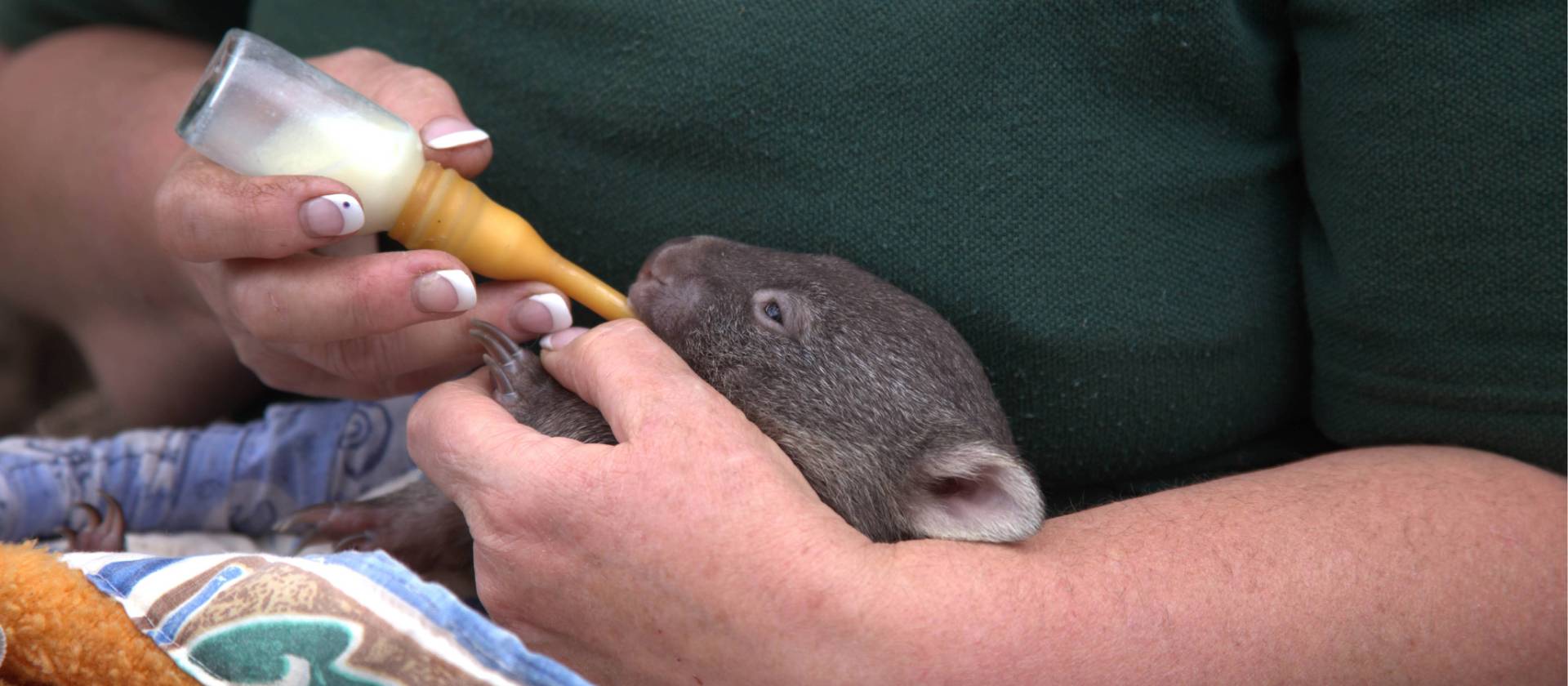 Join a behind the scenes conservation program at Bonorong Wildlife Sanctuary | Tourism Australia & Graham Freeman