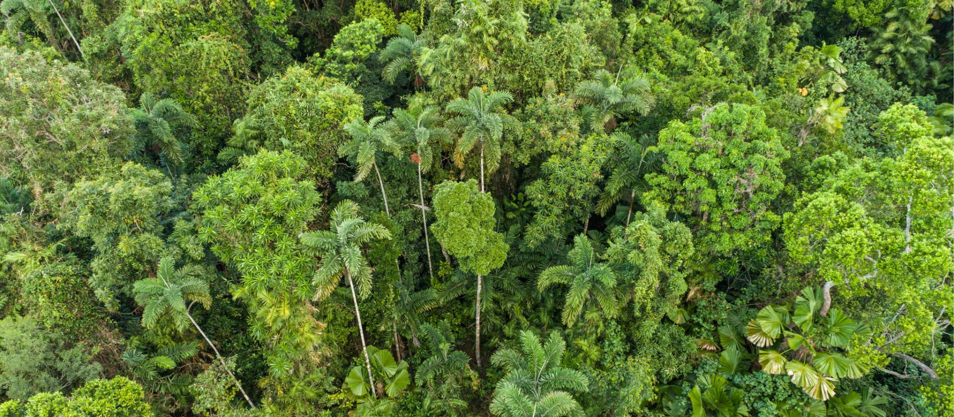 Exploring the wilderness at Daintree rainforest | Tourism and Events Queensland
