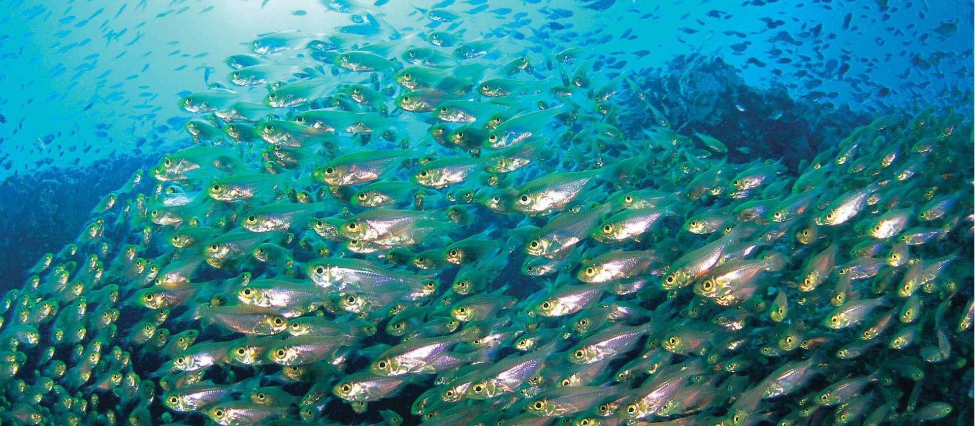 Snorkelling through a school of Yellow Sweeper Fish at Ningaloo Reef, Exmouth | Tourism Western Australia