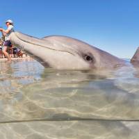 Dolphin's come to the beach every morning at Monkey Mia | Tourism Western Australia
