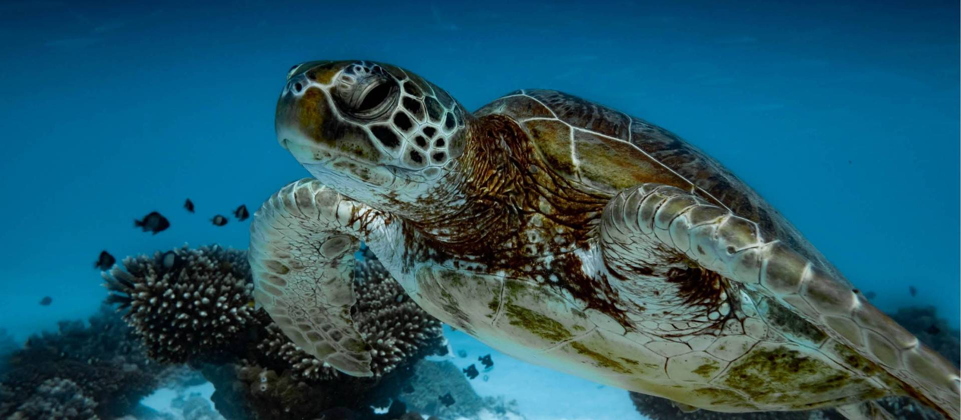 Turtles are part of the amazing marine life school groups study at Ningaloo reef | Tourism Western Australia