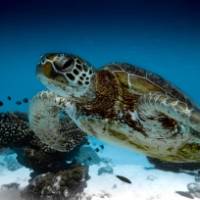 Turtles are part of the amazing marine life school groups study at Ningaloo reef | Tourism Western Australia