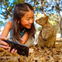 A student taking a selfie with one of the local Quokka's Rottnest Island | Tourism Western Australia