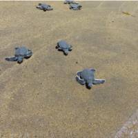 Turtle hatchlings making their way to the sea in Tanjung Datu National Park