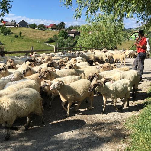 Shepherd with his flock in Transylvania