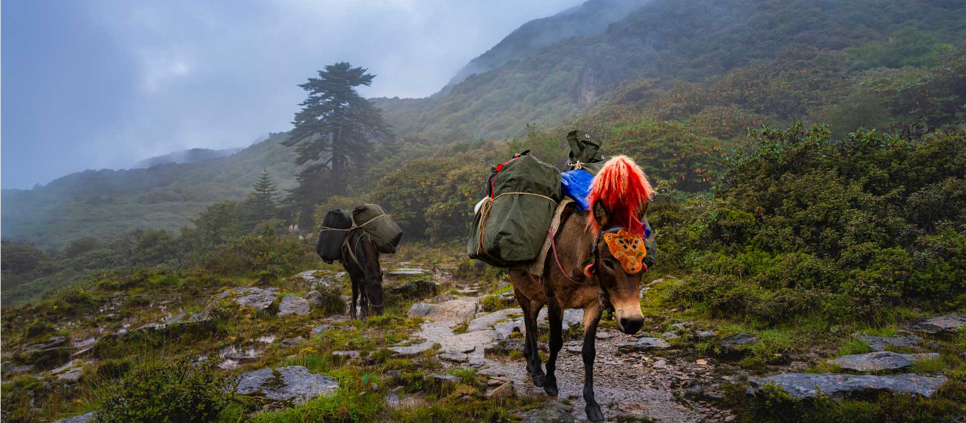Druk Path Trek, Bhutan | Lachlan Gardiner