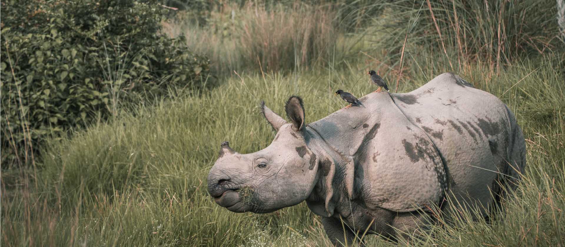 Elusive Asiatic Rhino | Kelvin Law