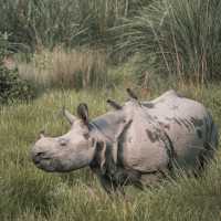 Elusive Asiatic Rhino | Kelvin Law