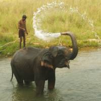 Cooling off in Chitwan National Park, Nepal. | Carol Gorton-Smith