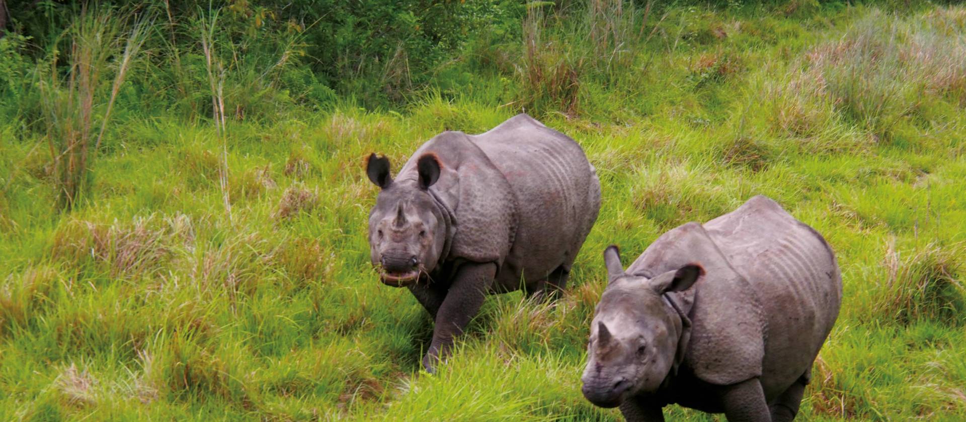 Viewing the majestic Asiatic Rhino's in their natural habitats | Zac Kostos