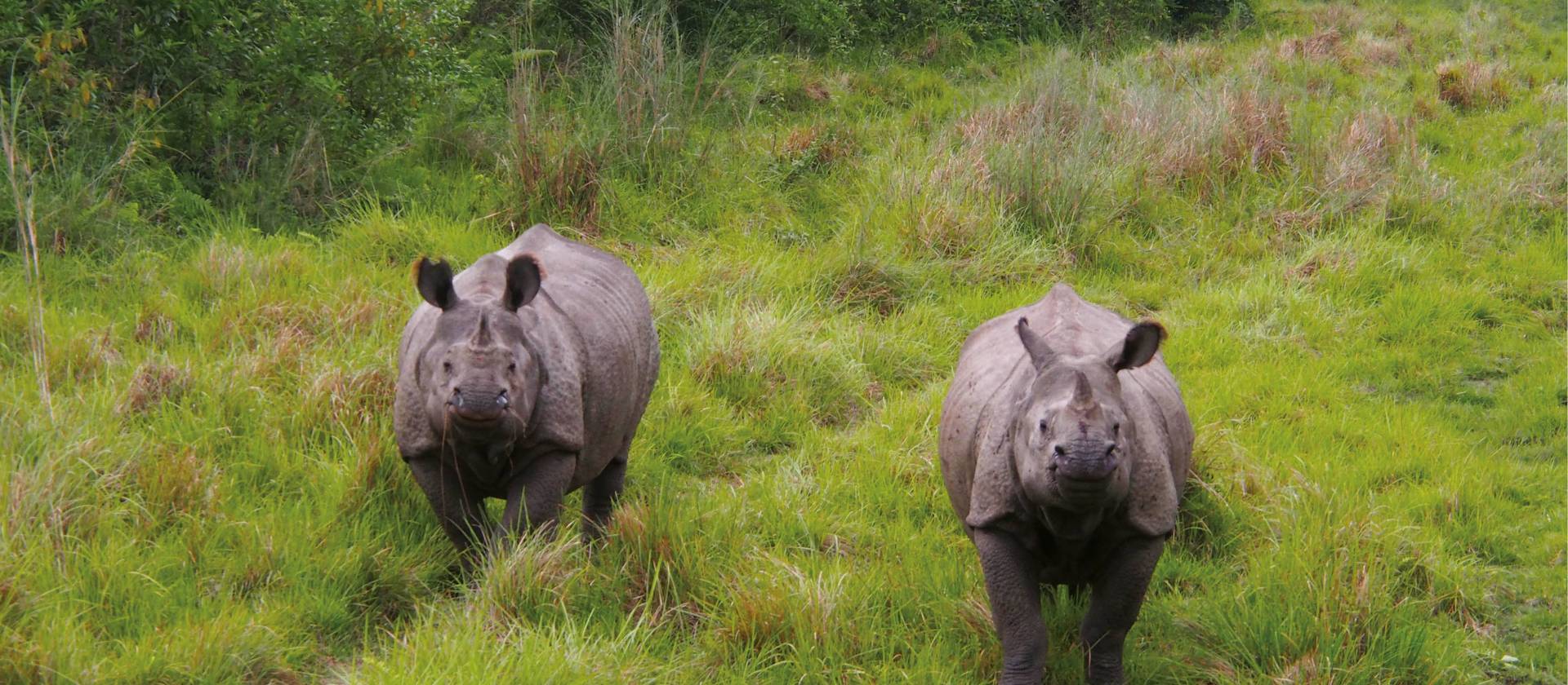 Viewing the majestic Asiatic Rhino's in their natural habitats | Zac Kostos