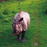 Viewing the majestic Asiatic Rhino in its natural habitats | Zac Kostos