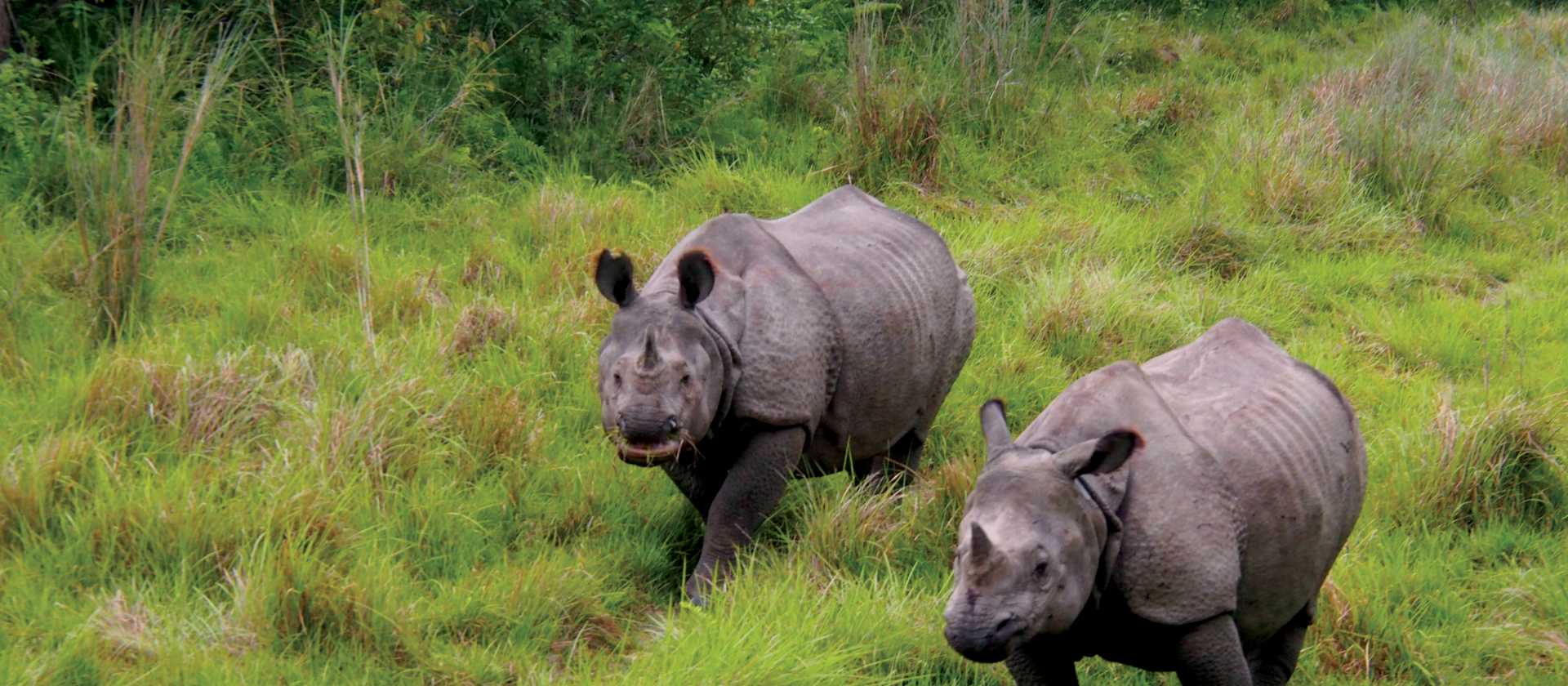 Viewing the majestic Asiatic Rhino's in their natural habitats | Zac Kostos