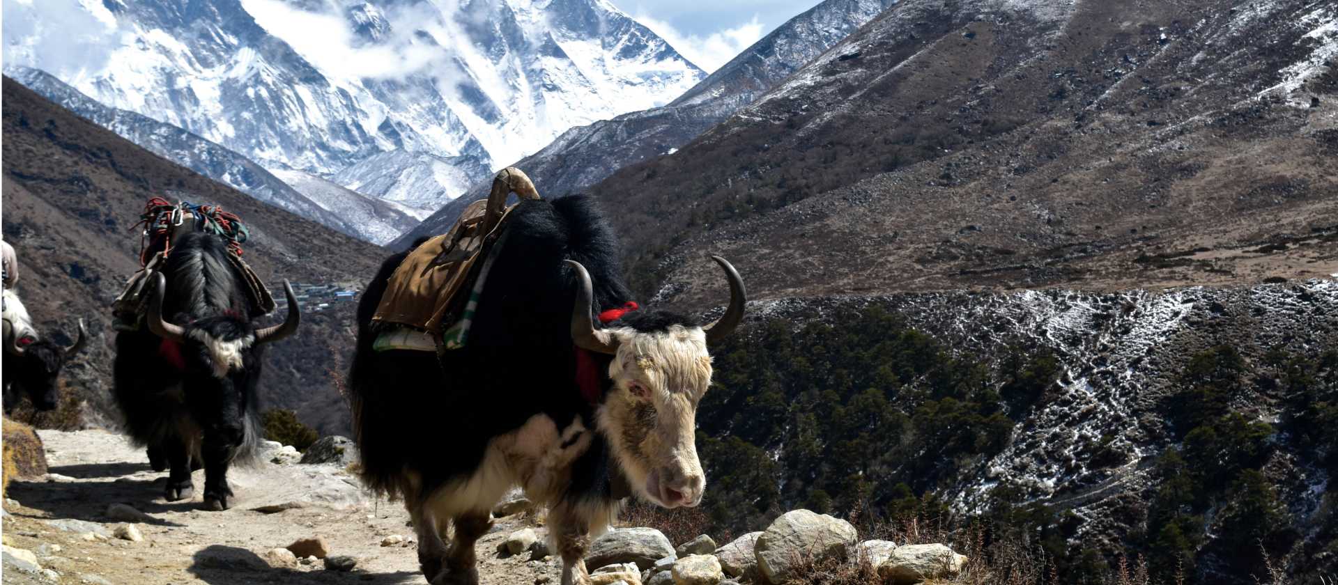 Local yaks used to transport gear from campsite to campsite | Luciana Liberoff