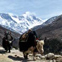 Local yaks used to transport gear from campsite to campsite | Luciana Liberoff