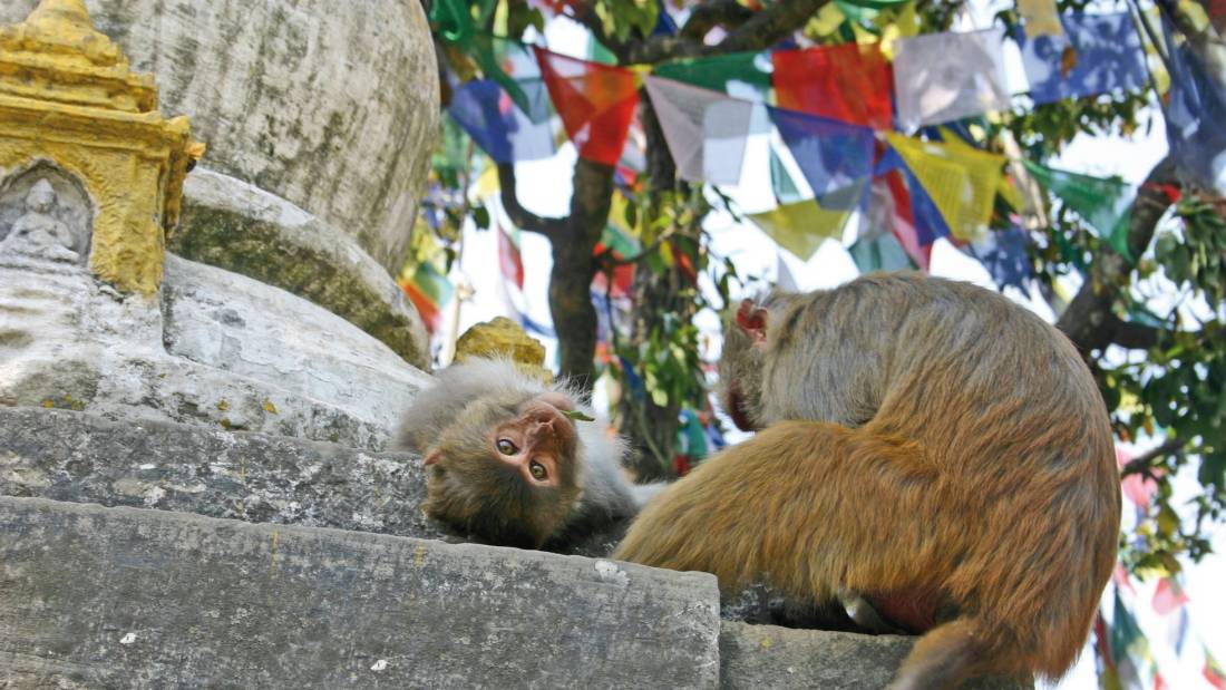 The Monkey Temple, Kathmandu | Gerry Walsh